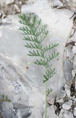Anthemis fruticulosa