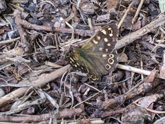 Pararge aegeria