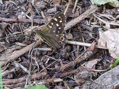 Pararge aegeria