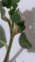 Trianthema portulacastrum