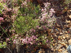 Erica inaequalis