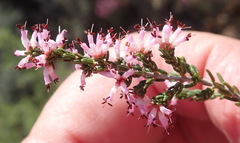 Erica inaequalis