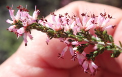 Erica inaequalis