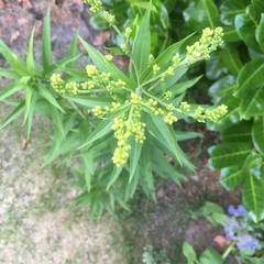 Solidago