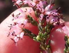 Erica inaequalis