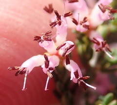 Erica inaequalis