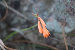 Watsonia bachmannii