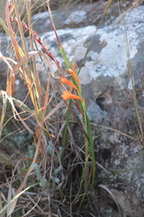 Watsonia bachmannii
