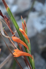 Watsonia bachmannii