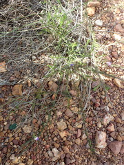 Lobelia capillifolia