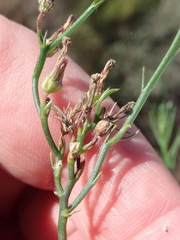 Lobelia capillifolia