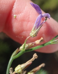 Lobelia capillifolia