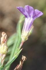 Lobelia capillifolia