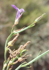 Lobelia capillifolia
