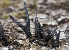 Xylaria longiana
