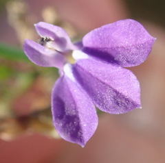 Lobelia capillifolia