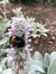 Bombus terrestris