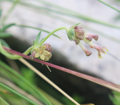Asperula molluginoides