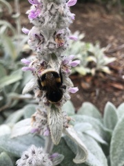 Bombus terrestris