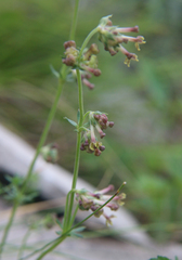 Asperula molluginoides