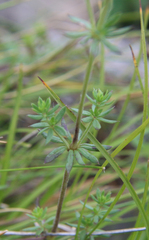 Asperula molluginoides