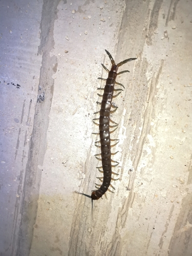 Photo of Dalmatian centipede (Scolopendra dalmatica)