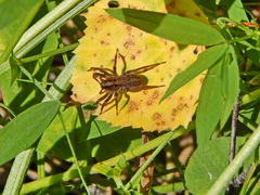 Alopecosa pulverulenta
