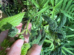 Phylloplecta tripunctata