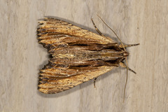 Apamea verbascoides