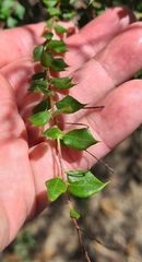 Epacris longiflora