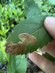 Agromyza valdorensis