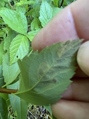 Agromyza valdorensis