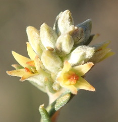 Phylica strigulosa