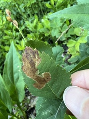 Agromyza valdorensis