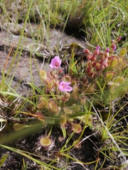 Drosera collinsiae