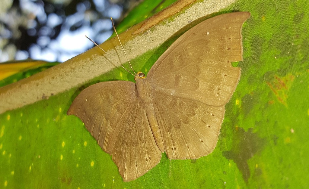 Eurybia pergaea