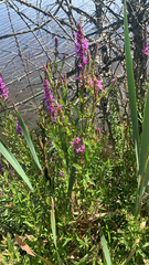 Lythrum salicaria
