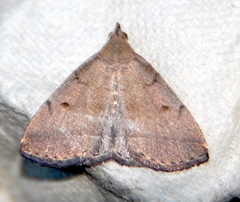 Zanclognatha protumnusalis