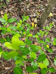 Erythroxylum brevipes