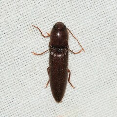 Dicrepidius palmatus