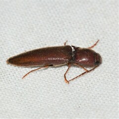 Dicrepidius palmatus