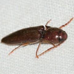 Dicrepidius palmatus