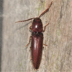 Dicrepidius palmatus