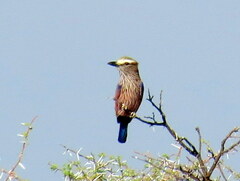 Coracias naevius mosambicus