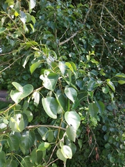 Pyrus communis