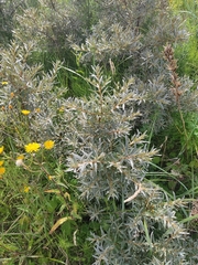 Hippophae rhamnoides