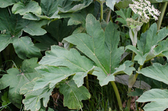 Heracleum sphondylium pyrenaicum