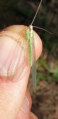 Nineta pallida