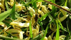 Oxytrigona tataira