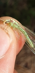 Nineta pallida